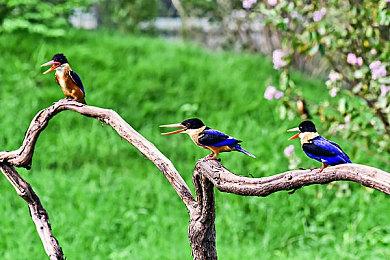 《守望先锋》官方或泄露布丽吉塔角色实验性改动